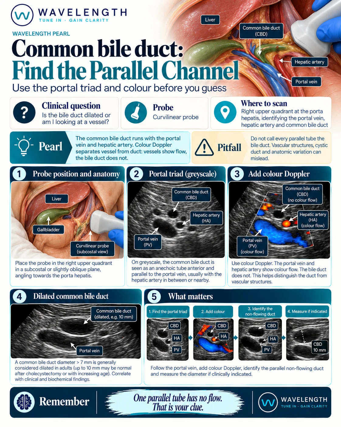 Wavelength Pearl: common bile duct. Find the portal triad, add colour Doppler, identify the non-flowing duct and measure it.